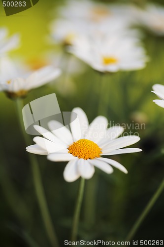 Image of Summer Flowers