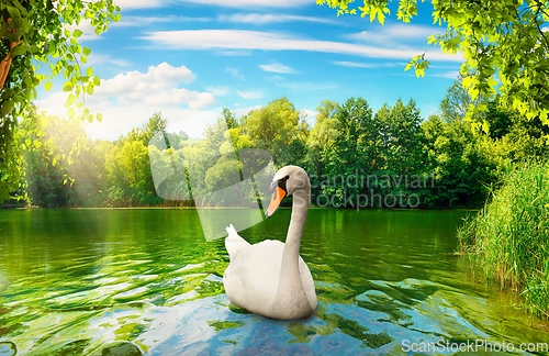 Image of River in the forest and swan
