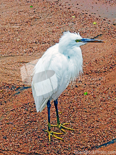 Image of Little egret