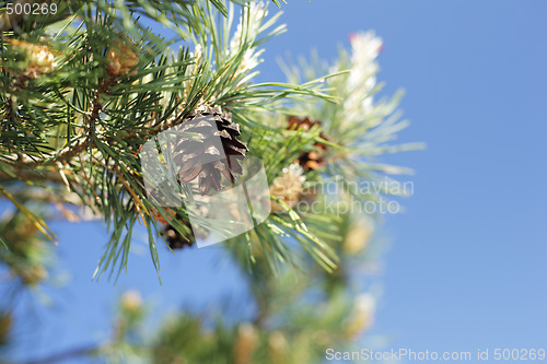 Image of Pine Cone