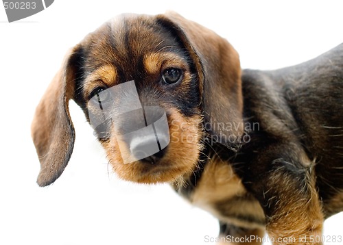 Image of Dachshund puppy