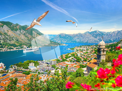 Image of Seagulls in Kotor