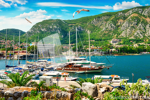 Image of Seagulls over boats