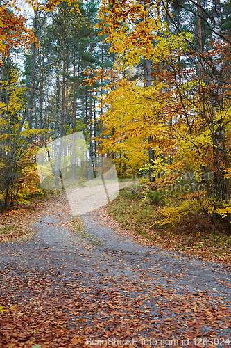 Image of Autumn forest. Forest with country road at sunset. Colorful landscape with trees, rural road, orange leaves and blue sky. Travel. Autumn background. Magic forest.
