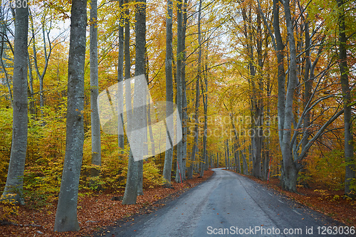 Image of Autumn forest. Forest with country road at sunset. Colorful landscape with trees, rural road, orange leaves and blue sky. Travel. Autumn background. Magic forest.