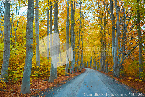 Image of Autumn forest. Forest with country road at sunset. Colorful landscape with trees, rural road, orange leaves and blue sky. Travel. Autumn background. Magic forest.