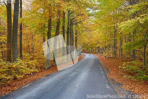 Image of Autumn forest. Forest with country road at sunset. Colorful landscape with trees, rural road, orange leaves and blue sky. Travel. Autumn background. Magic forest.