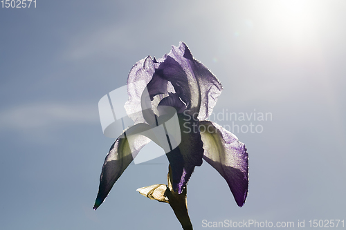 Image of purple iris flower