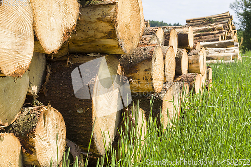 Image of tree trunks in the forest