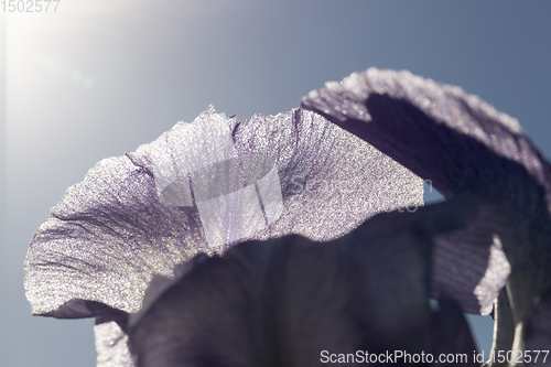 Image of beautiful blue or purple iris
