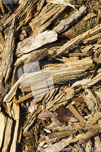 Image of broken tree trunk