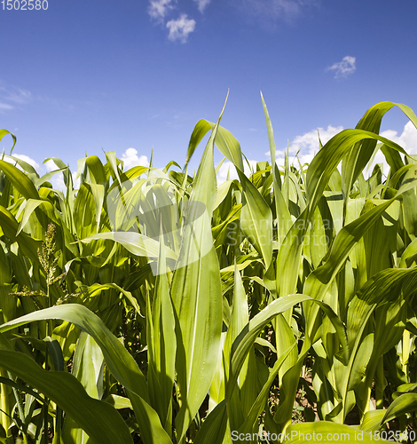 Image of agricultural field with green corn