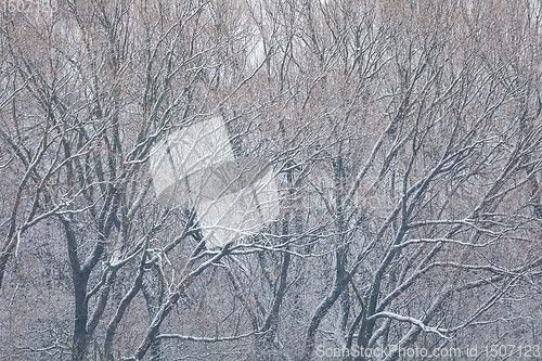 Image of Winter landscape covered with snowfall