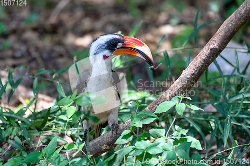 Image of bird Von der Deckens Hornbill, Ethiopia wildlife