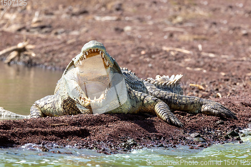 Image of big nile crocodile, Chamo lake Ethiopia, Africa