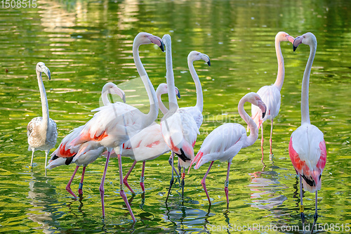 Image of Beautiful American Flamingos