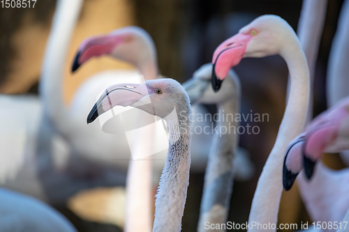 Image of Beautiful American Flamingos