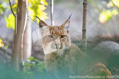 Image of Lynx Portrait during the autumn