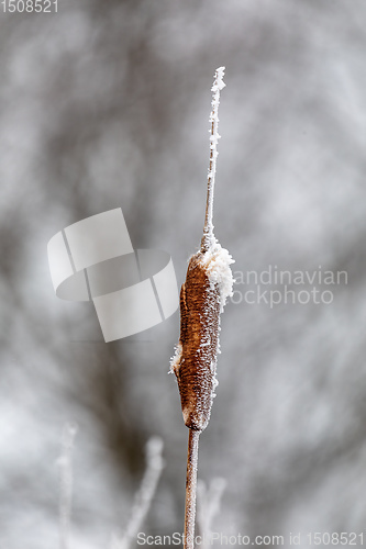 Image of Reeds in winter frost