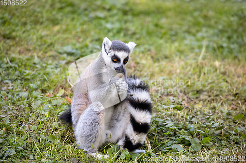 Image of Ring-tailed lemur, Lemur catta. Striped