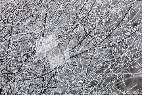 Image of tree with frost. natural background