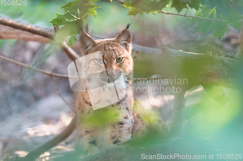 Image of Lynx Portrait during the autumn