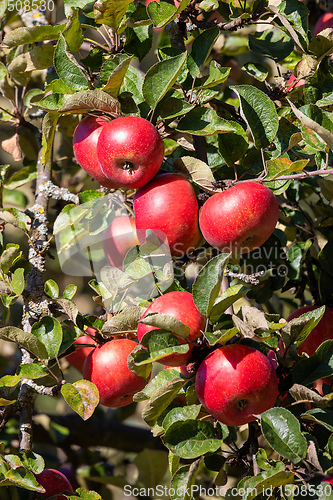 Image of fresh and juicy red apples on tree