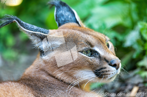 Image of beutiful cat, Caracal