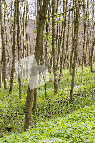 Image of sunny forest scenery