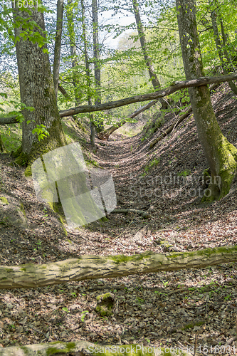 Image of sunny forest scenery