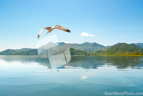 Image of Skadar lake Montenegro