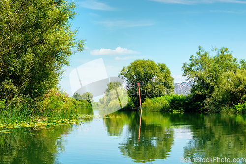 Image of Skadar lake and trees