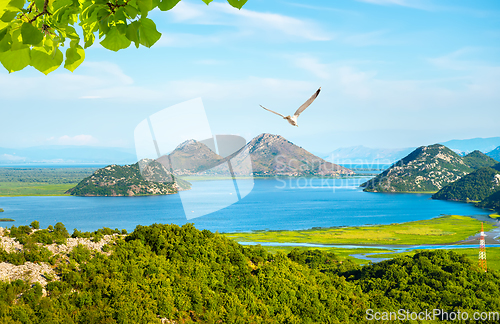 Image of Skadar lake in summer