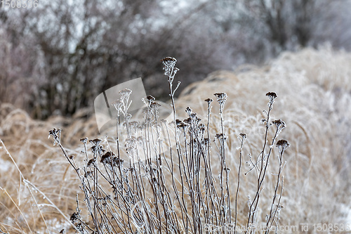 Image of plants in winter with frost