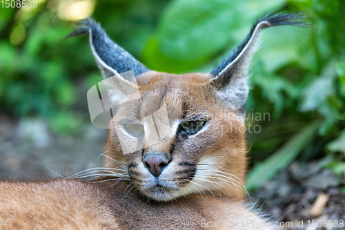 Image of beutiful cat, Caracal