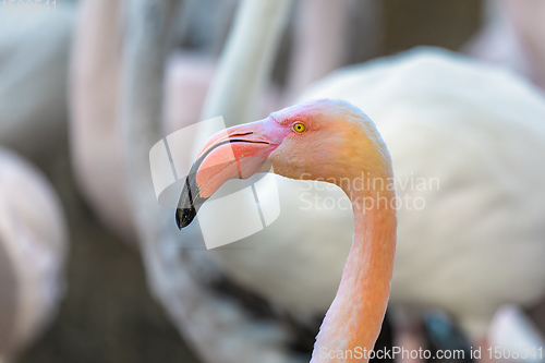 Image of Beautiful American Flamingos