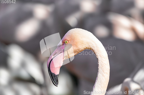 Image of Beautiful American Flamingos
