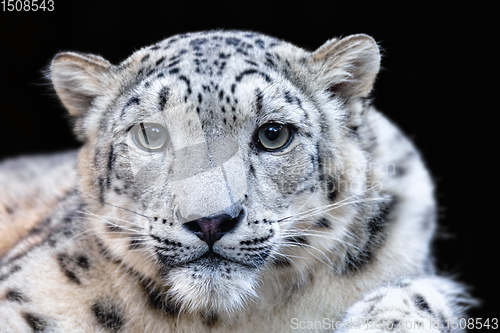 Image of snow leopard, Irbis Uncia uncia