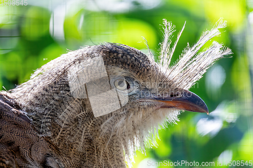 Image of Red-legged seriema, Cariama cristata