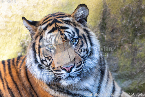 Image of Sumatran Tiger, Panthera tigris sumatrae