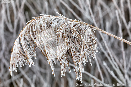 Image of Reeds in winter frost