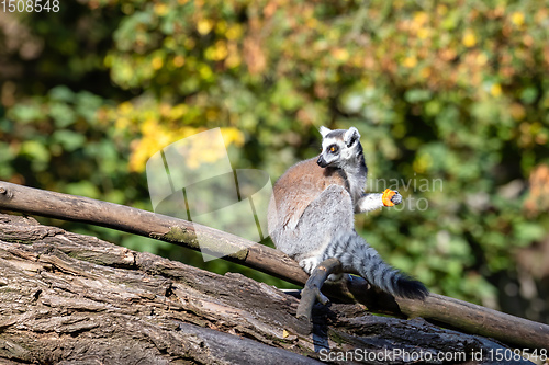 Image of Ring-tailed lemur, Lemur catta. Striped