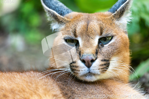 Image of beutiful cat, Caracal