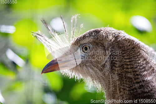 Image of Red-legged seriema, Cariama cristata