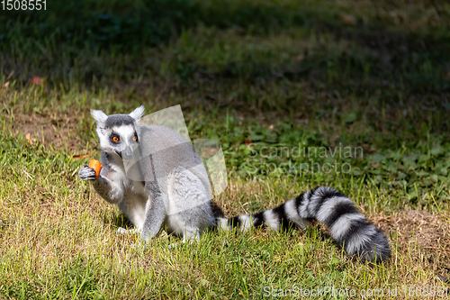 Image of Ring-tailed lemur, Lemur catta. Striped
