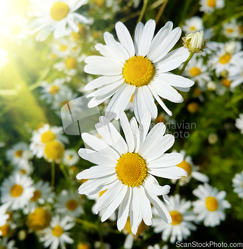 Image of Close up of beautiful daisies lit by sunlight