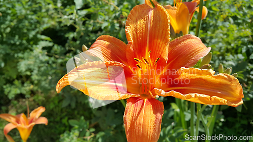 Image of Beautiful bright orange day-lily on a sunny summer garden