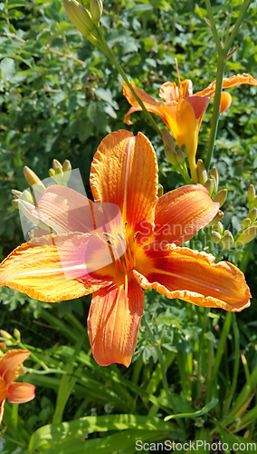 Image of Beautiful bright Orange daylily on a sunny summer garden