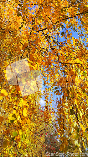Image of Bright yellow autumn foliage of birch and ripened mountain ash b