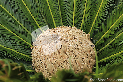 Image of Female cone and foliage of cycas revoluta cycadaceae sago palm